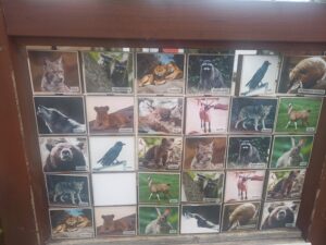 Pest vármegyei klubtagok látogatása a veresegyházi Medveparkban