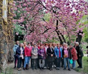 A Füvészkertben jártunk Sakura ünnepen